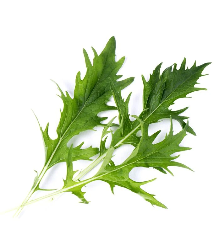 Lingot® Mizuna BIO - Voor Véritable® Indoor Moestuinen 2 Lingot® Mizuna BIO - Voor Véritable® Indoor Moestuinen - Afbeelding 2