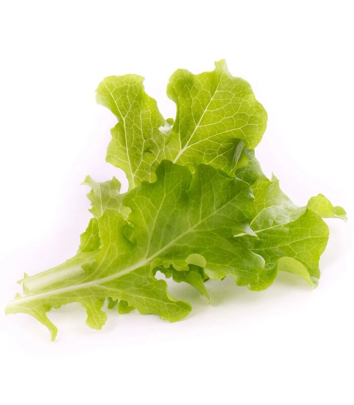 Lingot® Eikenbladsla BIO - Voor Véritable® Moestuinen 2 Lingot® Eikenbladsla BIO - Voor Véritable® Moestuinen - Afbeelding 2