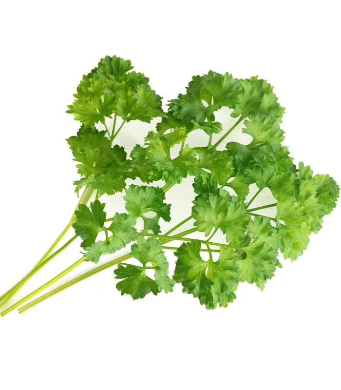 Lingot® Krulpeterselie BIO - Voor Véritable® Moestuinen 2 Lingot® Krulpeterselie BIO - Voor Véritable® Moestuinen - Afbeelding 2