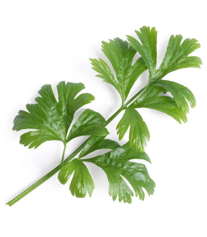 Lingot® Selderij BIO - Voor Véritable® Indoor Moestuinen 2 Lingot® Selderij BIO - Voor Véritable® Indoor Moestuinen - Afbeelding 2