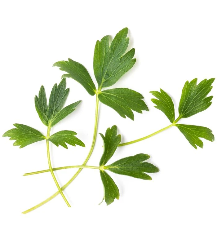 Lingot® Leverkruid BIO - Voor Véritable® Moestuinen 2 Lingot® Leverkruid BIO - Voor Véritable® Moestuinen - Afbeelding 2