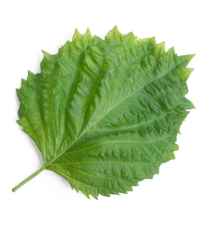 Lingot® Shiso Groen BIO - Voor Moestuinen 2 Lingot® Shiso Groen BIO - Voor Moestuinen - Afbeelding 2