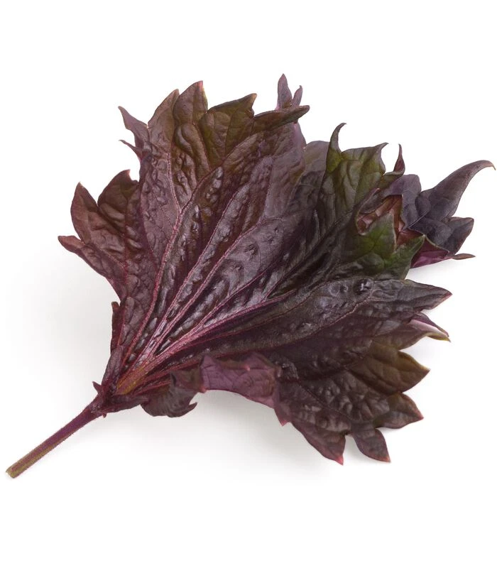 Lingot® Shiso Paars BIO - Voor Véritable® Moestuinen 2 Lingot® Shiso Paars BIO - Voor Véritable® Moestuinen - Afbeelding 2