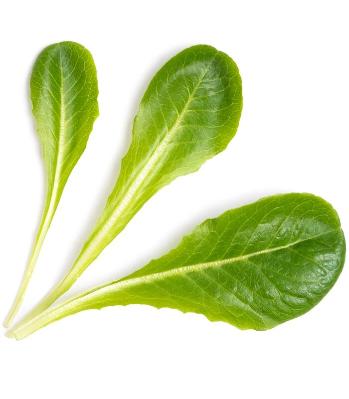 Lingot® Romaine Sla - Voor Véritable® Moestuinen 2 Lingot® Romaine Sla - Voor Véritable® Moestuinen - Afbeelding 2