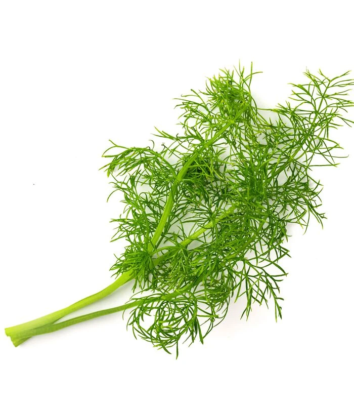 Lingot® Venkel BIO - Voor Véritable® Indoor Moestuinen 2 Lingot® Venkel BIO - Voor Véritable® Indoor Moestuinen - Afbeelding 2