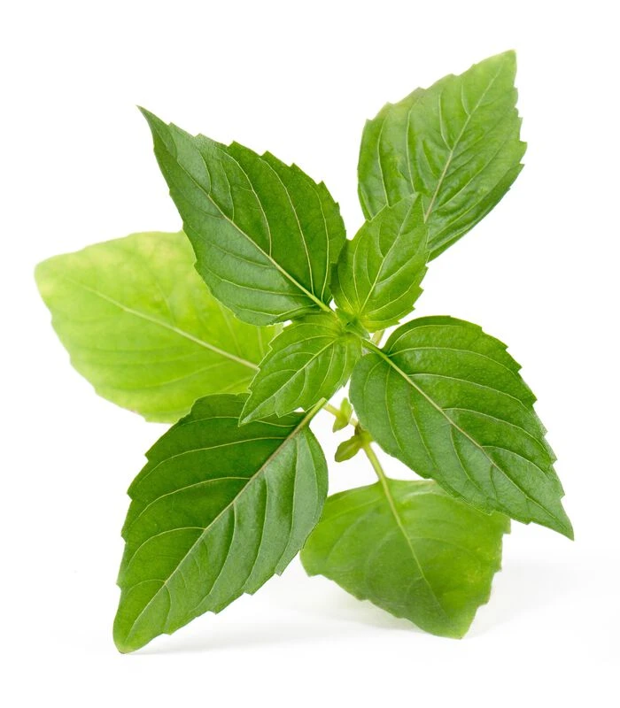 Lingot® Thaise Basilicum BIO - Voor Moestuinen 2 Lingot® Thaise Basilicum BIO - Voor Moestuinen - Afbeelding 2