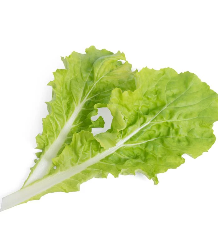 Lingot® Pai Tsai - Voor Véritable® Indoor Moestuinen 2 Lingot® Pai Tsai - Voor Véritable® Indoor Moestuinen - Afbeelding 2