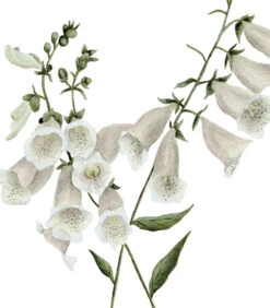 WELLINGTON Set Van 2 Kinderposters - Bloemen Botanicals -Dagelijkse Boodschappen Winkel fa9ff4c414ce4ec2a1bff8e73a5d4f1b